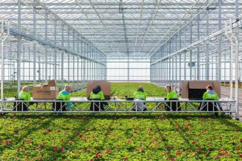 Greenhouse Automation in the Netherlands